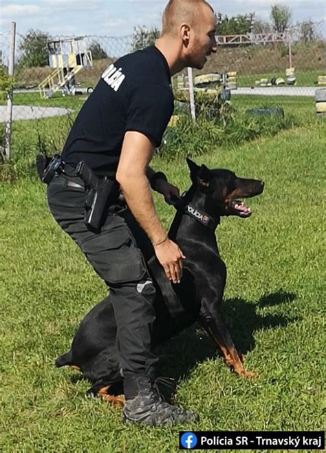 Policajný psovod so psom pri práci