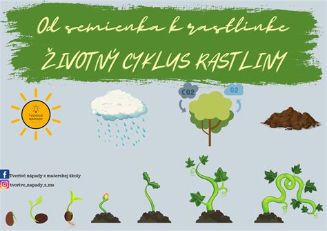 ilustrácia líščej pásomnice a jej životného cyklu