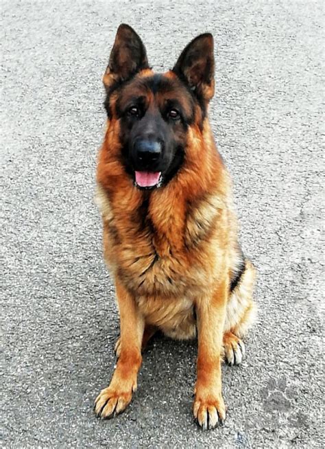 Silikónová maska nemeckého ovčiaka