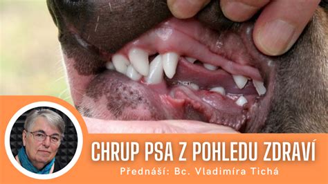 Vývoj chrupu psa