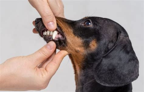 Anomálie zubov u psa