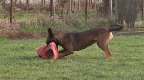 Ilustračná fotografia agresívneho psa