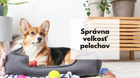Ilustrácia psa v pohodlnom pelechu