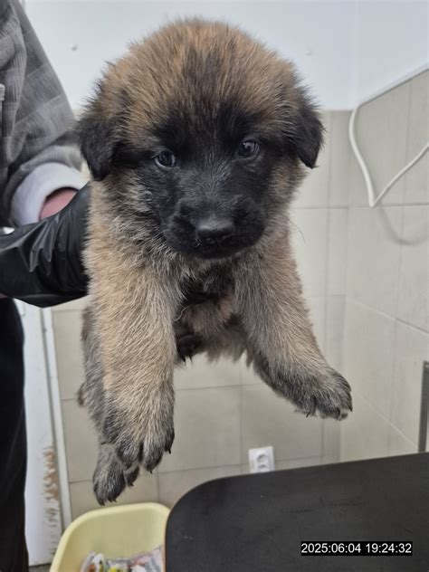 Šteňa holandského ovčiaka