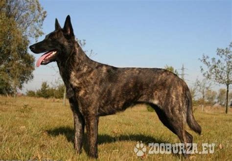 Šteňa belgického ovčiaka (matka holandský ovčiak)