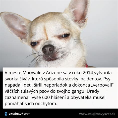 Pes s bolestivým výrazom v tvári