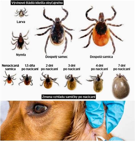 Infografika o príznakoch a prevencii nadúvania u psov