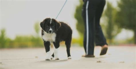 Pes na prechádzke s vodítkom