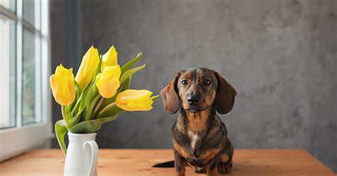 Jedovaté kvety pre psov