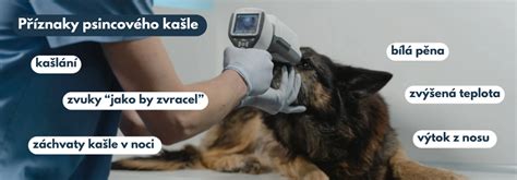 Ilustrácia psa s veterinárom