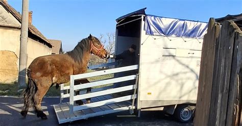 Ilustrácia psa v zlých podmienkach