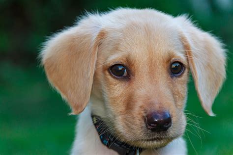 Šteňa psa počúvajúceho pokyny