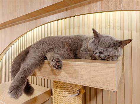 hotový mačací pelech z drevenej debničky