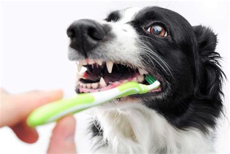 Dentálna hygiena psa