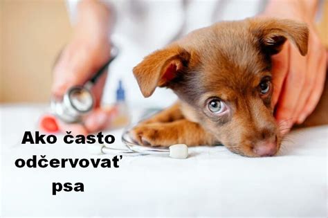 Ilustrácia psa ako terapeuta