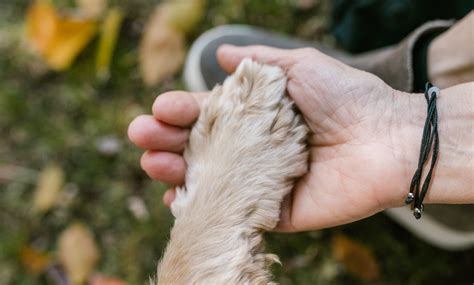 Pes si olizuje labky kvôli alergii