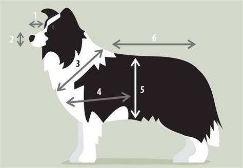 Ilustrácia porovnania obojku a postroja pre psa
