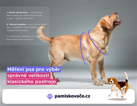 Návod na meranie psa pre výber postroja
