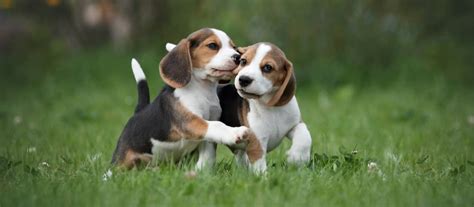 rozdiel v správaní psa a fenky