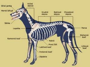 Ilustrácia psích kostí a chrbtice