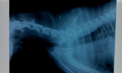 RTG snímka chrbtice psa so spondylózou