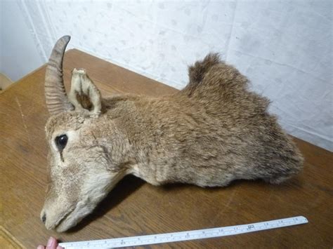 Hotová vypreparovaná trofej psa