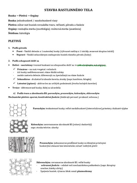 Stavba tela Saarloosovho vlčiaka