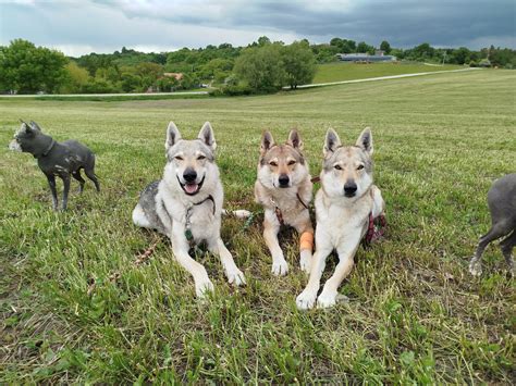Kŕmenie Saarloosovho vlčiaka