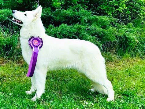 Biely švajčiarsky ovčiak v pohybe