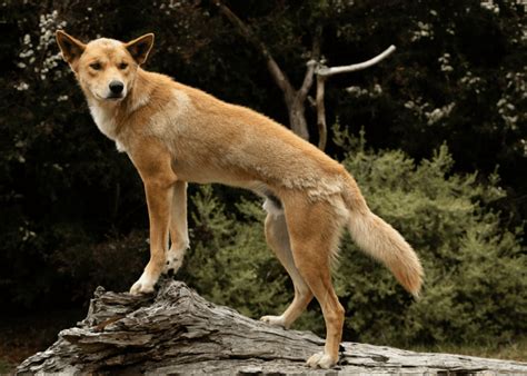 Austrálsky dingo v divočine