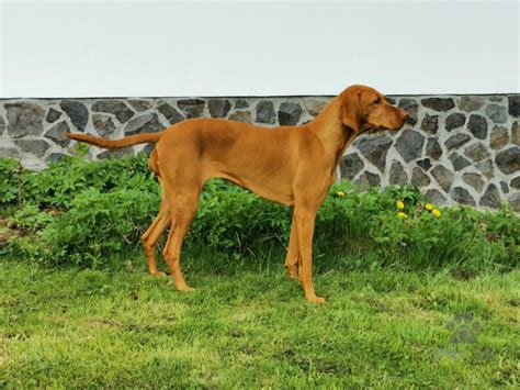 Maďarský stavač pri hre s deťmi