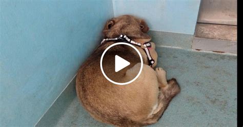 Ilustrácia psa v útulku