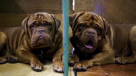 Pes smúti po strate spoločníka