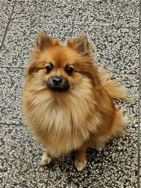 Veterinárna prehliadka nemeckého špica