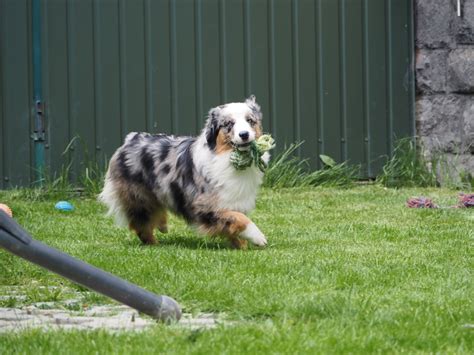 Miniatúrny americký ovčiak v exteriéri