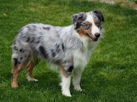 Miniatúrny americký ovčiak pri hre