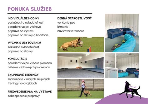 Štruktúra hlavy miniatúrneho amerického ovčiaka