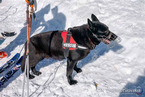 Záchranársky pes pri práci