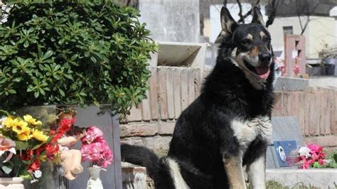 Pes čakajúci pri hrobe svojho pána