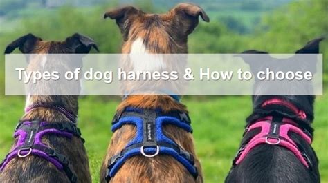 Infografika o rôznych typoch psích postrojov a ich použití