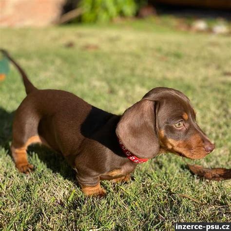 História malého hladkosrstého pinča