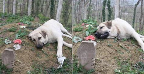 Ilustrácia verného psa čakajúceho na svojho pána