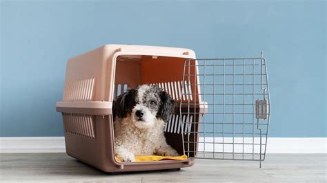 Šteniatko v prepravke