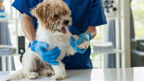 Majiteľ upokojuje psa vo veterinárnej ambulancii