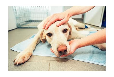 Veterinár ošetruje psa po operácii