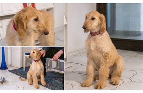 Šteniatko afganského chrta