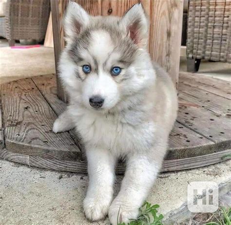 Šteňa sibírskeho huskyho s modrými očami