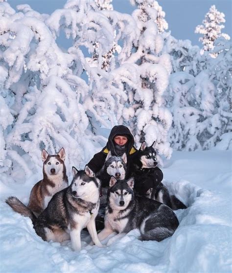 Rodina sibírskych husky so psami