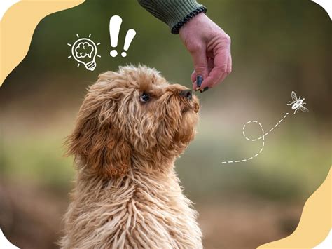 Ilustrácia rôznych úrovní stimulácie a vibrácií pri výcviku psa