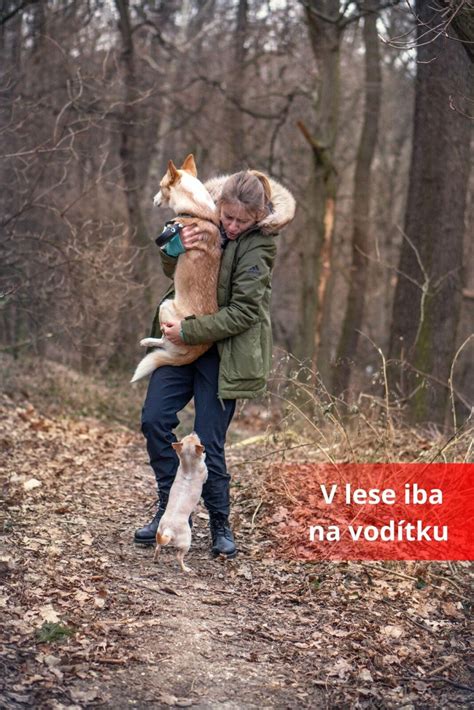 Ilustrácia psa na vôdzke v lese